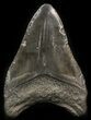 Bargain Megalodon Tooth - South Carolina #41812-1
